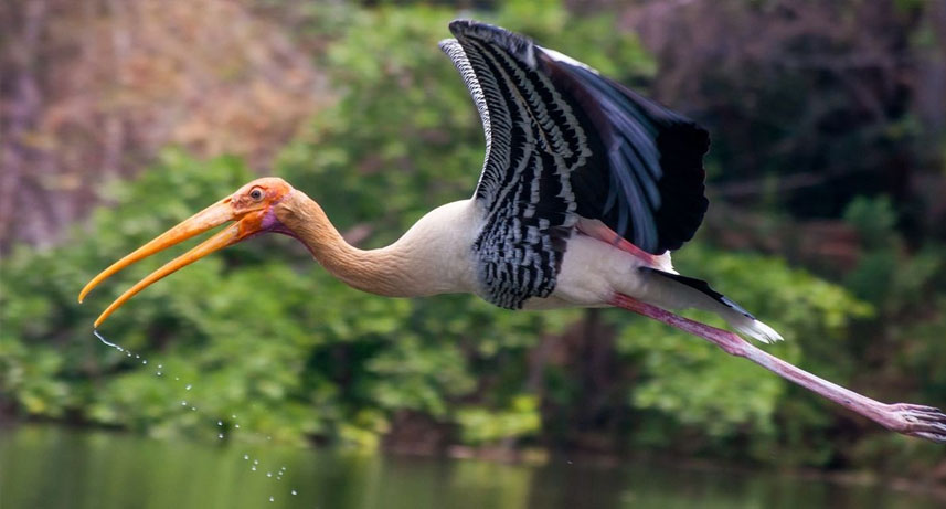 Mysore to Ranganathittu Day Trip