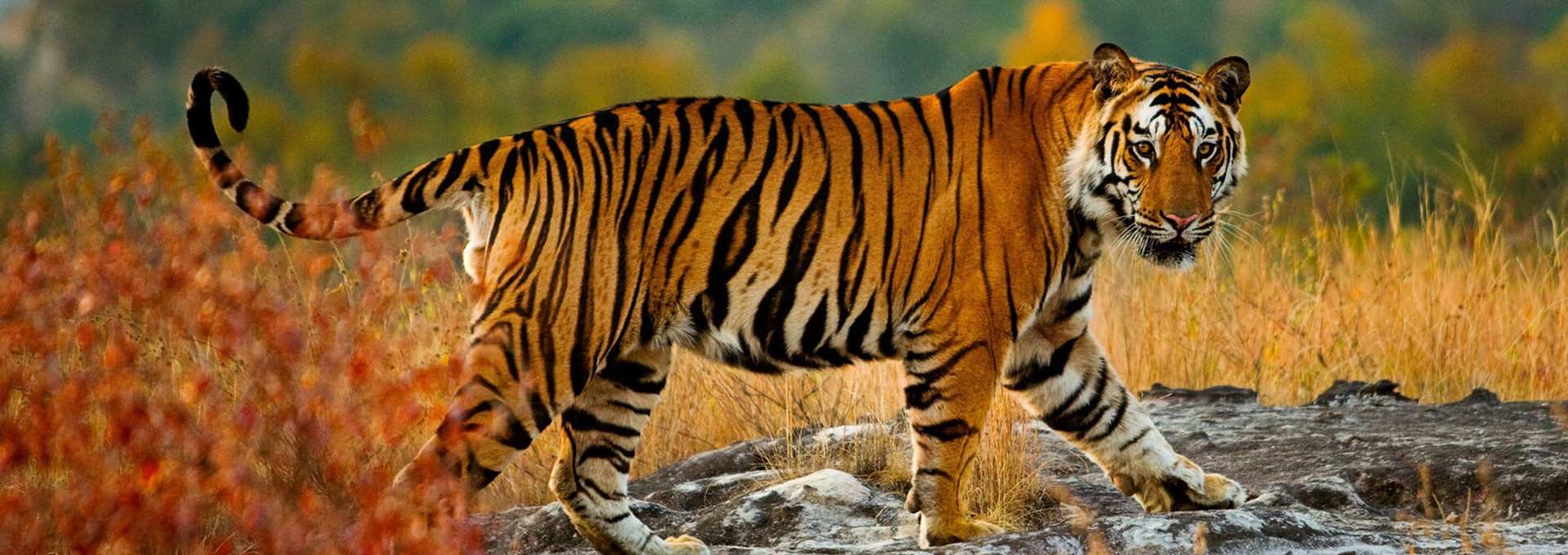 Bengal tiger with orange and black stripes standing alert among trees and green grass in forest habitat