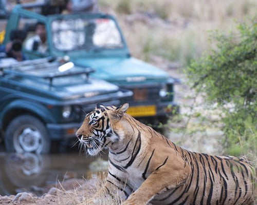 India wildlife tour