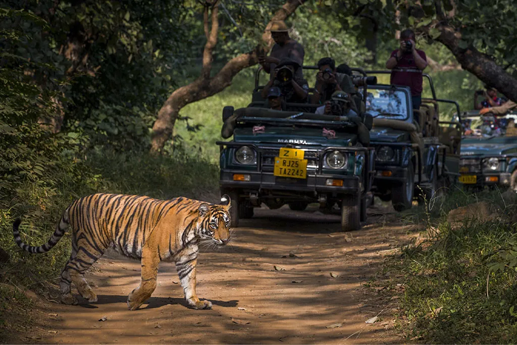 A tiger on a dirt road during a golden triangle tour in ranthambhore