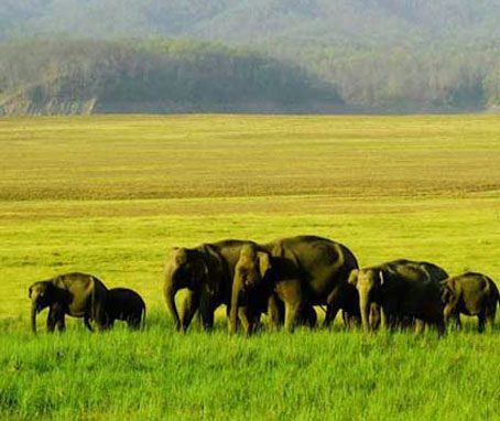India Wildlife maini