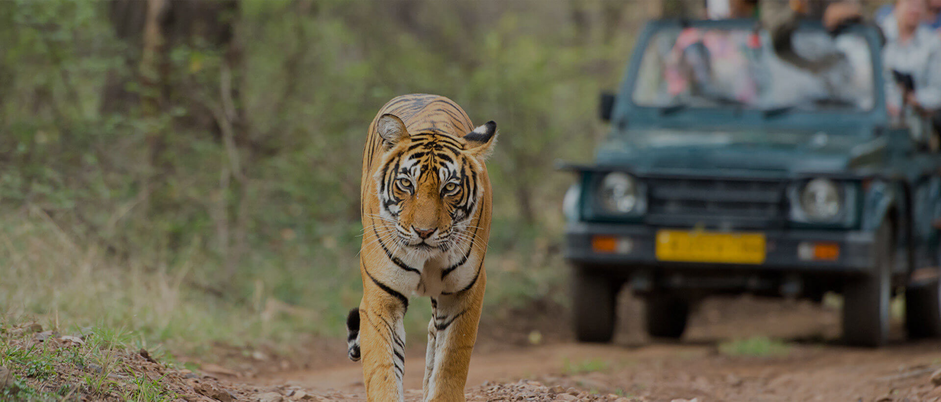 Best Tour and Travel Agency in India