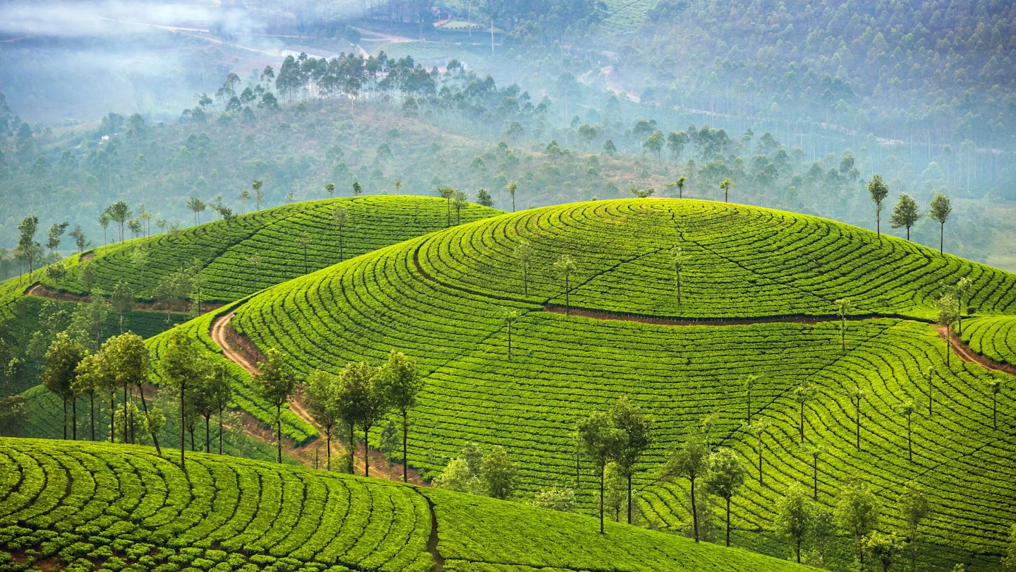 Explore Munnar’s Tea Gardens and Hill Stations