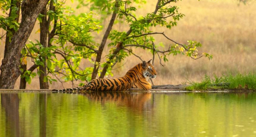 Ranthambhore National Park 