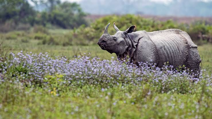 Horned Rhinoceros in Kaziranga national park